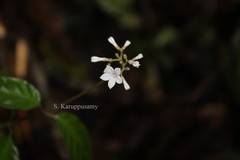 Ophiorrhiza radicans